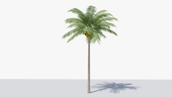 Lowpoly Coconut Palm v1