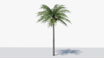 Lowpoly Coconut Palm v1