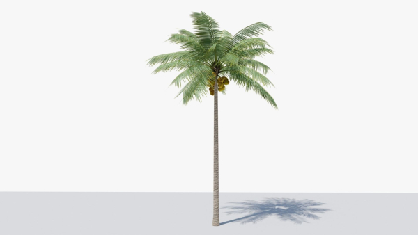 Lowpoly Coconut Palm v1