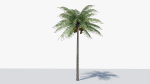 Lowpoly Coconut Palm v1