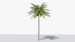 Lowpoly Coconut Palm v1
