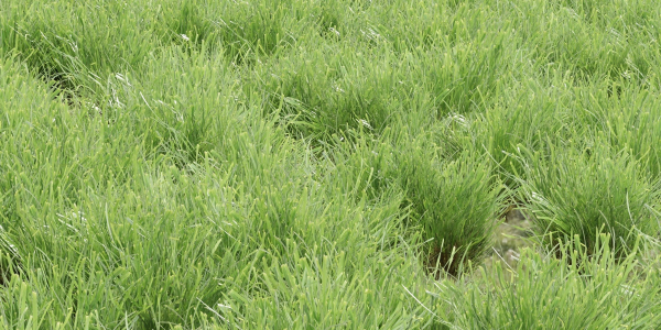Lowpoly Grass collection vol 174-Blender