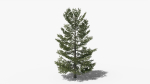 Lowpoly Pine v10