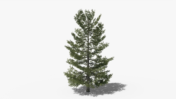Lowpoly Pine v10