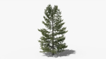 Lowpoly Pine v10