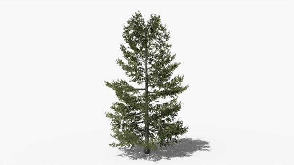Lowpoly Pine v10