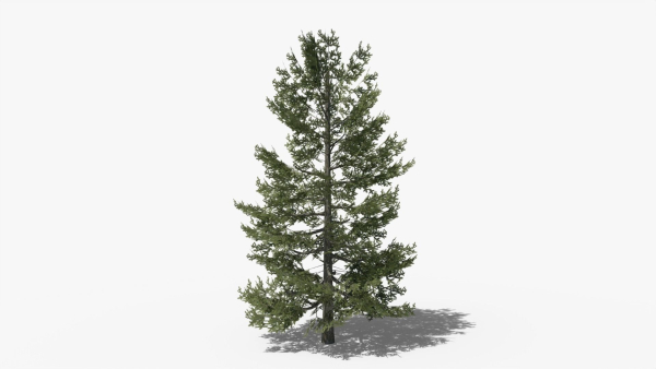 Lowpoly Pine v10