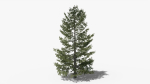 Lowpoly Pine v10