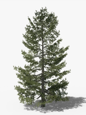 Lowpoly Pine v10