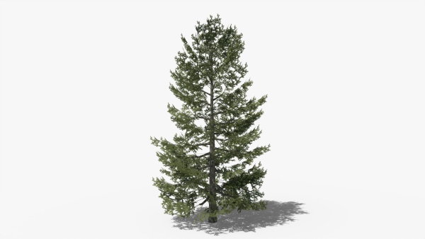 Lowpoly Pine v10