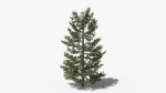 Lowpoly Pine v10
