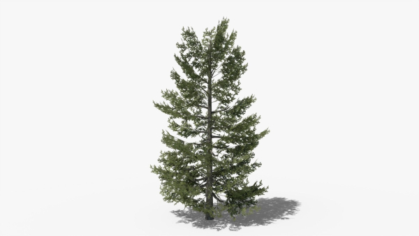 Lowpoly Pine v10