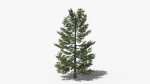Lowpoly Pine v10