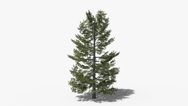 Lowpoly Pine v10
