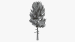 Lowpoly Pine v3