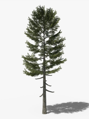 Lowpoly Pine v3