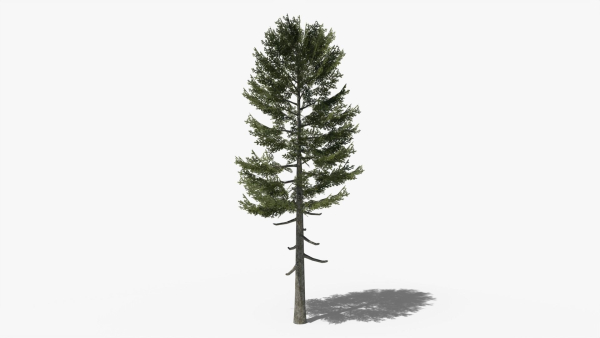 Lowpoly Pine v3