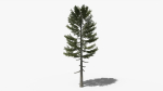 Lowpoly Pine v3