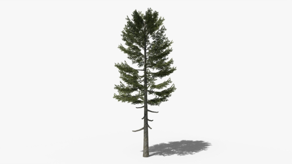 Lowpoly Pine v3