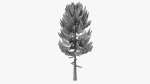 Lowpoly Pine v3