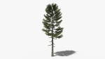 Lowpoly Pine v3