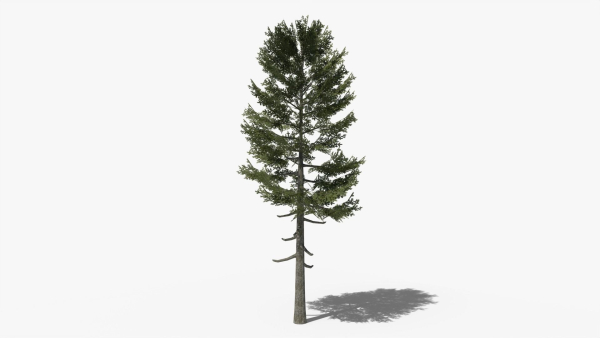 Lowpoly Pine v3