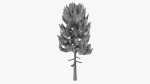 Lowpoly Pine v3