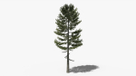 Lowpoly Pine v3