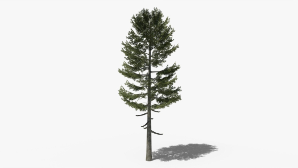 Lowpoly Pine v3