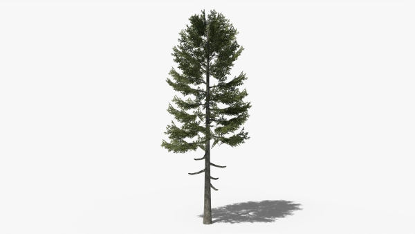 Lowpoly Pine v3