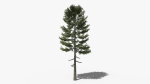 Lowpoly Pine v3