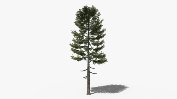 Lowpoly Pine v3