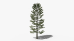 Lowpoly Pine v4