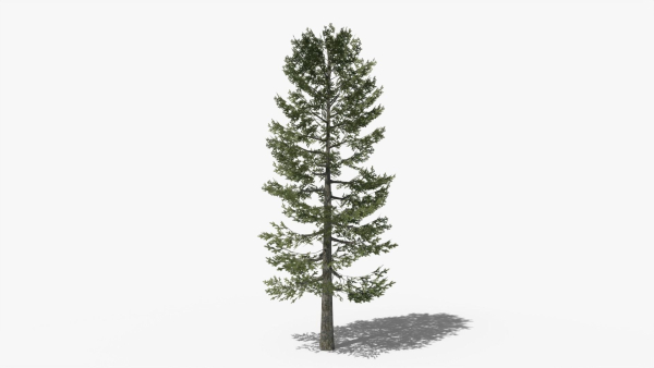 Lowpoly Pine v4