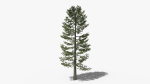 Lowpoly Pine v4