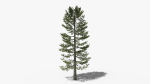 Lowpoly Pine v4