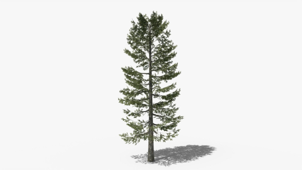 Lowpoly Pine v4