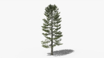 Lowpoly Pine v4