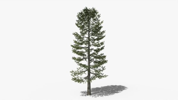 Lowpoly Pine v4