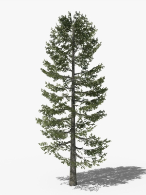 lowpoly-pine-v4-3d-model-d367df627d