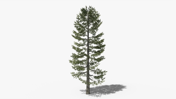 Lowpoly Pine v4
