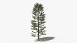 Lowpoly Pine v4