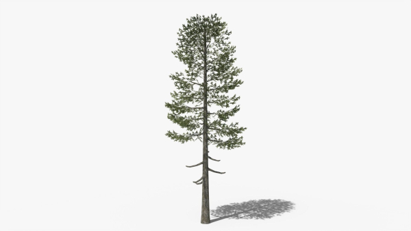 Lowpoly Pine v5