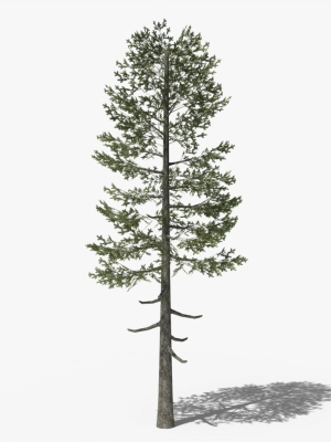 lowpoly-pine-v5-3d-model-2f59d5bddd