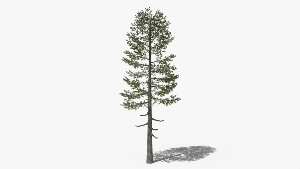 Lowpoly Pine v5