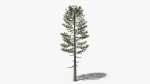 Lowpoly Pine v5
