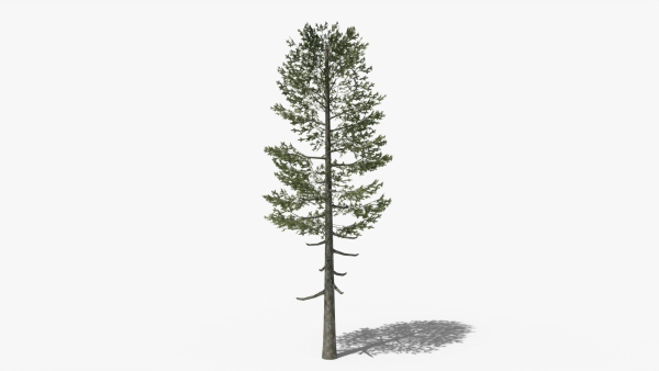 Lowpoly Pine v5