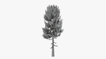 Lowpoly Pine v5