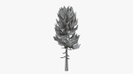 Lowpoly Pine v5