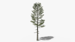 Lowpoly Pine v5